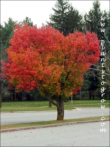 fall color